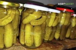 Kako pripremiti kisele krastavce za zimnicu: Recept i savjeti