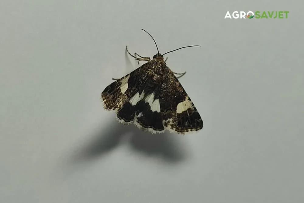 Lptir moljca na zidu