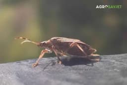 Prirodnim i hemijskim sredstvima protiv smrdibuba