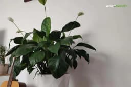 Jesen mijenja vrijeme za zalivanje sobnih biljaka