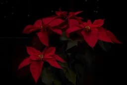 Kako njegovati božićnu zvijezdu – Simbol zimskih praznika