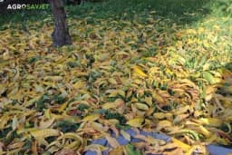 Zašto lišće opada u jesen: Prirodni ciklus preživljavanja drveća