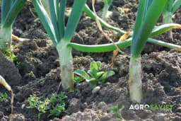 Povrće u septembru: 9 vrsta koje možete posijati