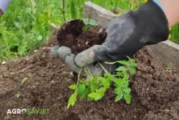 Greške koje treba izbeći prilikom đubrenja rasada povrća