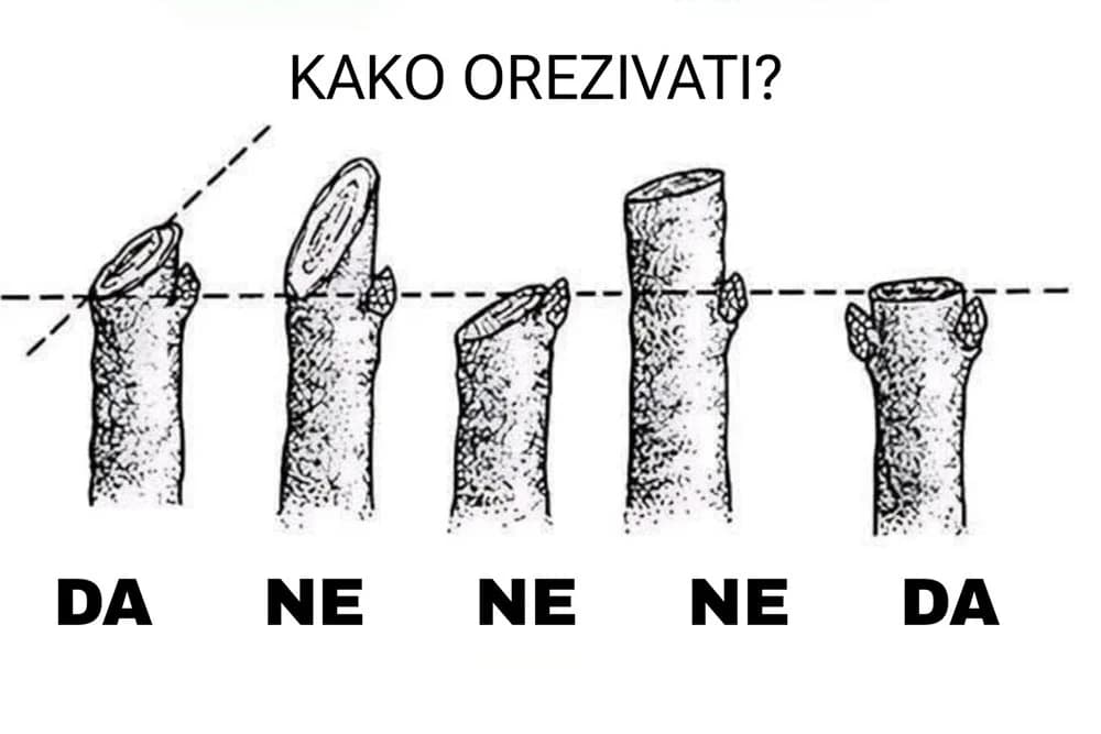pravilno orezivanje voćaka