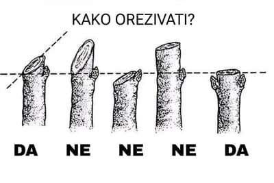 Kako pravilno orezivati voćke?
