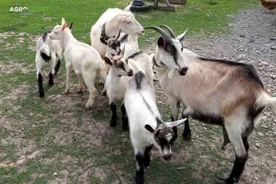 hranidba rasplodne i tovne jaradi