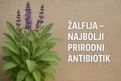 Žalfija – Najmoćniji prirodni antibiotik