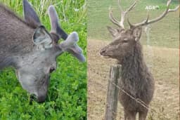 Ponašanje jelena u vrijeme parenja