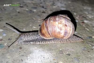 puževi