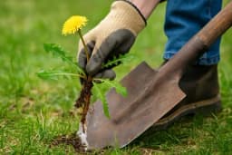Pet načina da uklonite maslačak iz svog dvorišta