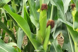 Ni prerano, ni prekasno! Kada brati kukuruz šećerac?