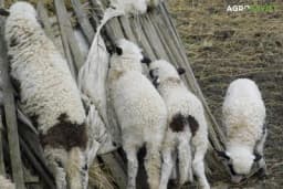 Prihranjivanje jagnjadi