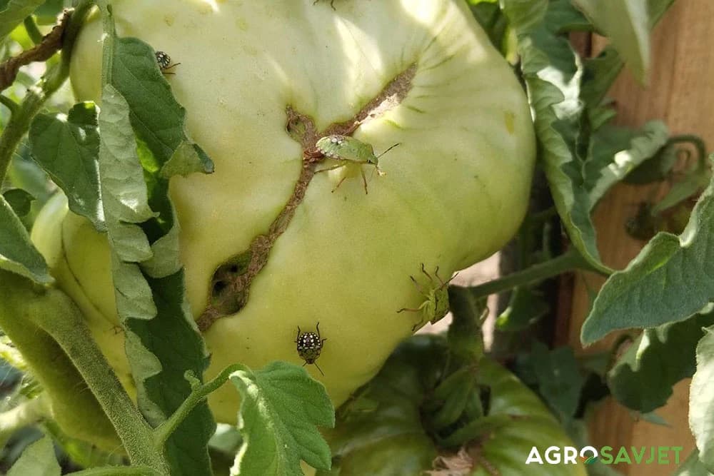 invazivne smrdibube u poljoprivredi