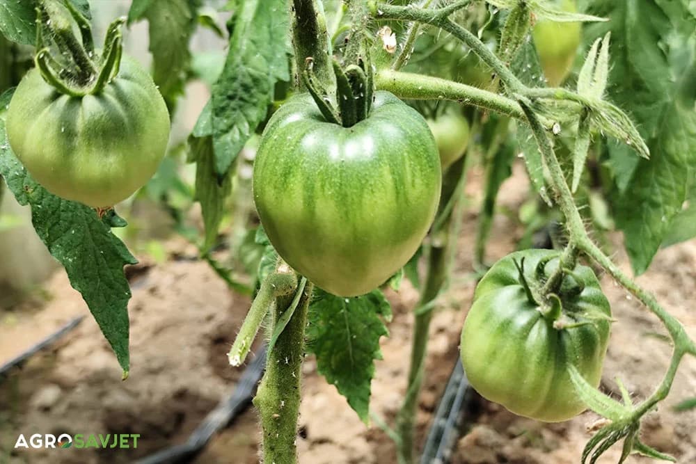 zeleni paradajz