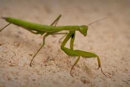 Evo zašto bogomoljku nikad ne smijete ubiti