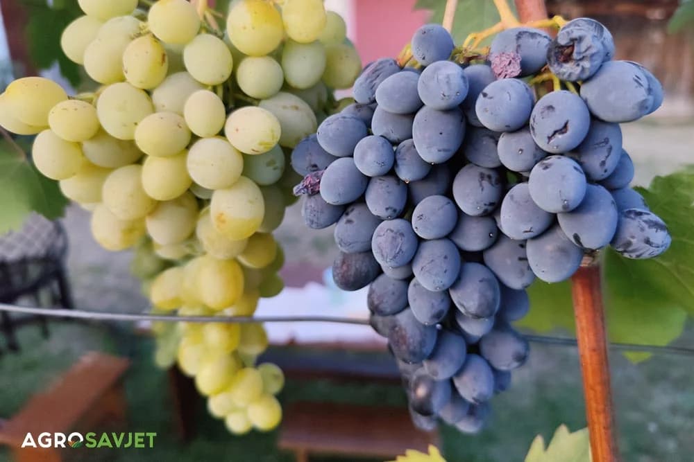 crno i bijelo grožđe