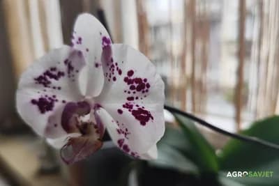 šarena orhideja