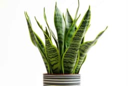 Da li vam je ikad procvjetao svekrvin jezik? Evo savjeti kako da vam to uspije u zatvorenom