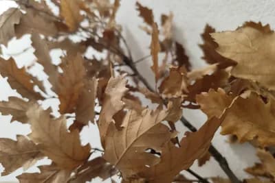 Uz badnjak obavezno treba unijeti ovu biljku u kuću: Malo ko zna njenu simboliku