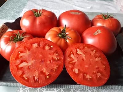 Paradajz rasaditi posle graška, kupusa i luka – najbolje pretkulture za visok prinos