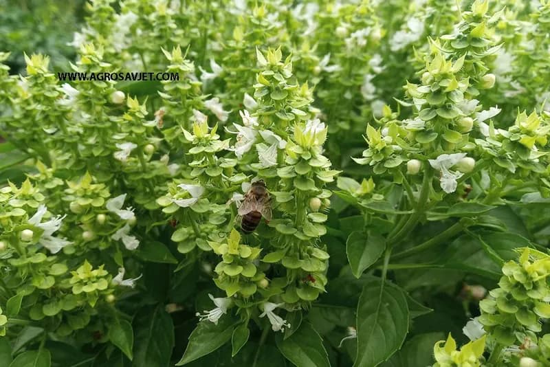 Gajenje bosiljka u saksiji