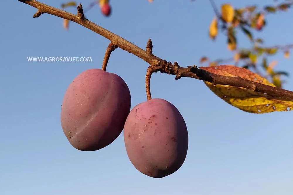 Šljiva i njena ljekovitost