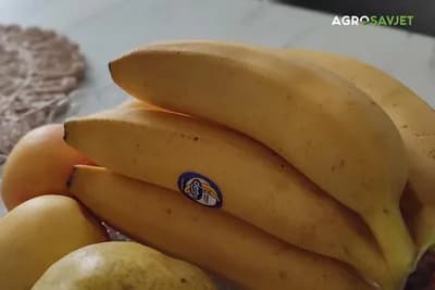BANANA KAO ĐUBRIVO