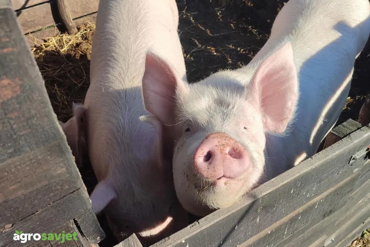 Koliko će koštati jagnjetina i prasetina za Božić?