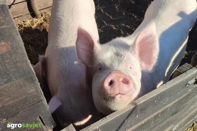 Koliko će koštati jagnjetina i prasetina za Božić?