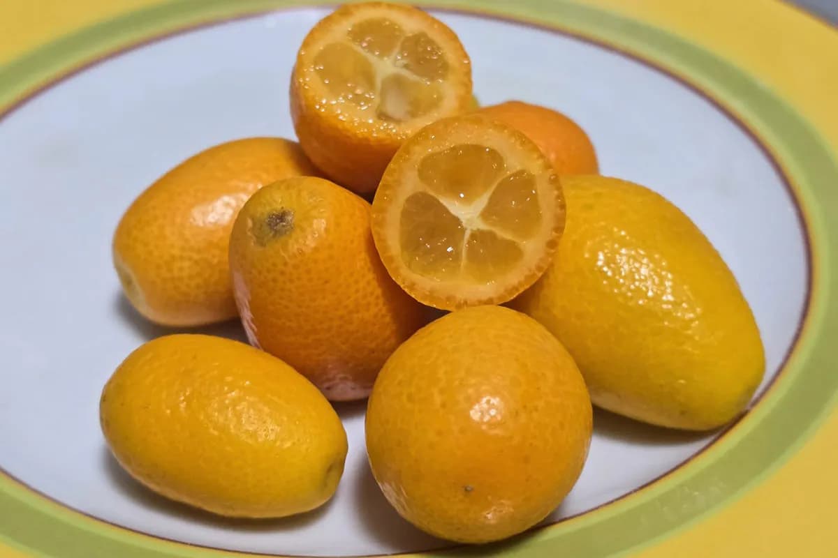 Kumkvat – citrus koji se jede s korom i obiluje vitaminom C