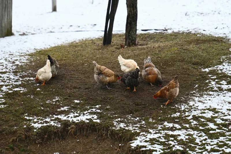 Zimovanje živine u plasteniku – kako pripremiti prostor i osigurati jaja cijele sezone