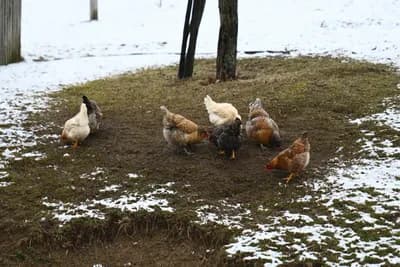 Zimovanje živine u plasteniku – kako pripremiti prostor i osigurati jaja cijele sezone