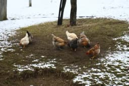 Zimovanje živine u plasteniku – kako pripremiti prostor i osigurati jaja cijele sezone