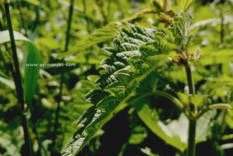 Napravite sami PESTICID OD KOPRIVE (RECEPTI)