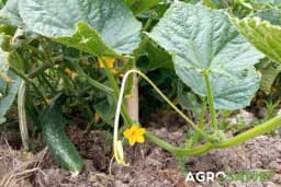 BiH može biti među regionalnim liderima u izvozu kornišona