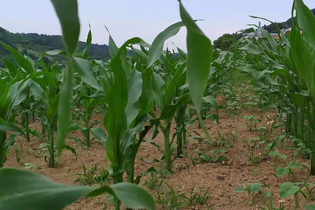 U FBiH smanjena proizvodnja kukuruza, krompira, duvana, jabuka i šljiva