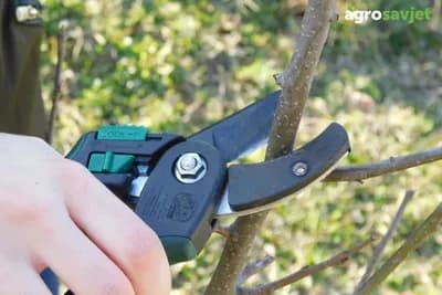 Orezivanje u januaru: vodič za zimsku rezidbu biljaka