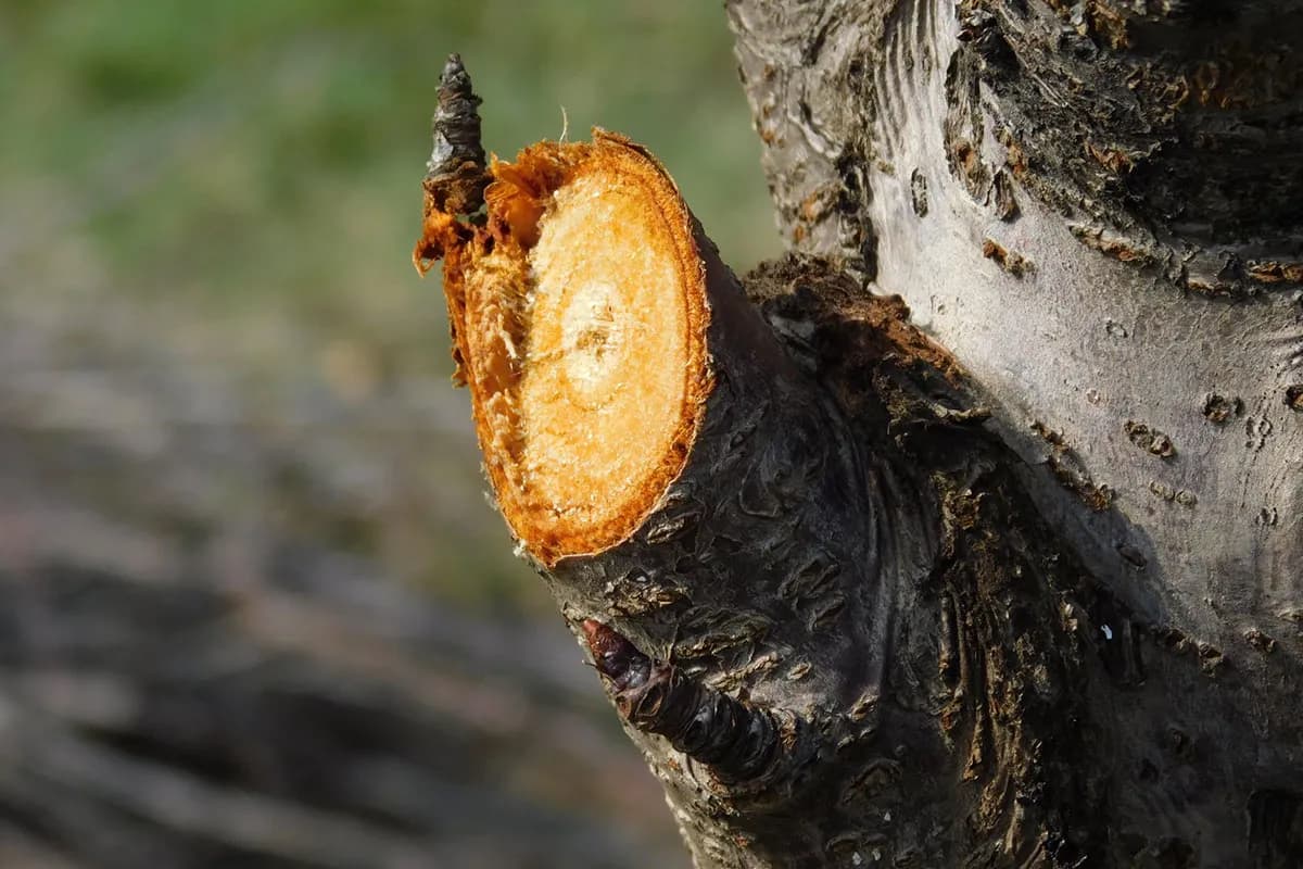 Kako podmladiti stare voćke i vratiti rodnost kao nekada