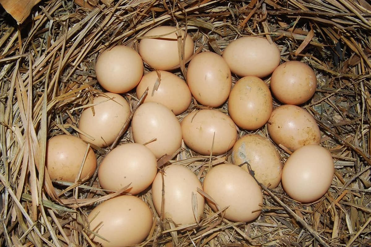 Najbolje rase kokoši za organsku proizvodnju jaja