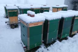 Januar i pčele: Najveći zimski rizici u košnici i kako ih spriječiti