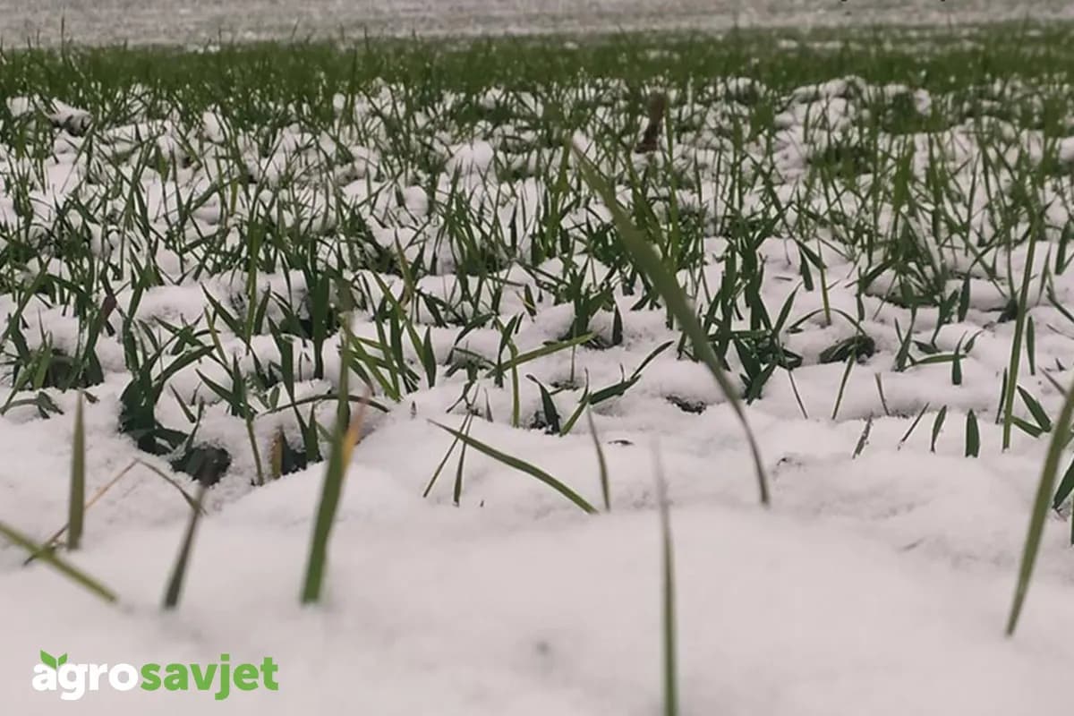 Hoće li snijeg za Božić donijeti dobru poljoprivrednu godinu?