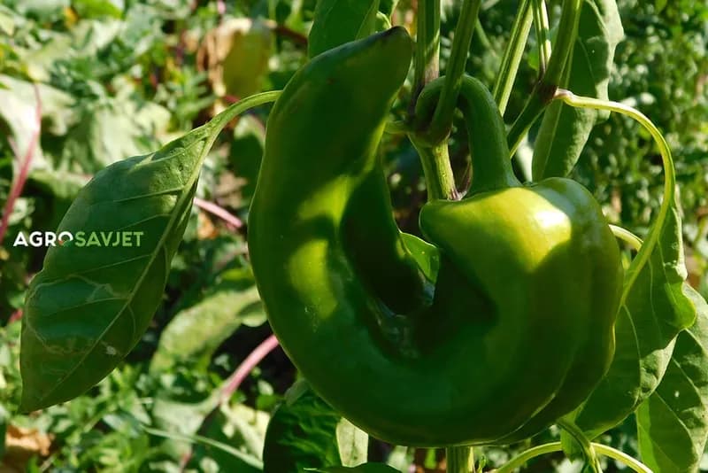 Povrće koje morate jesti