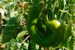 Povrće koje morate jesti