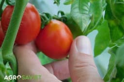 Stručnjaci tvrde: Organska proizvodnja je štetna za životnu sredinu