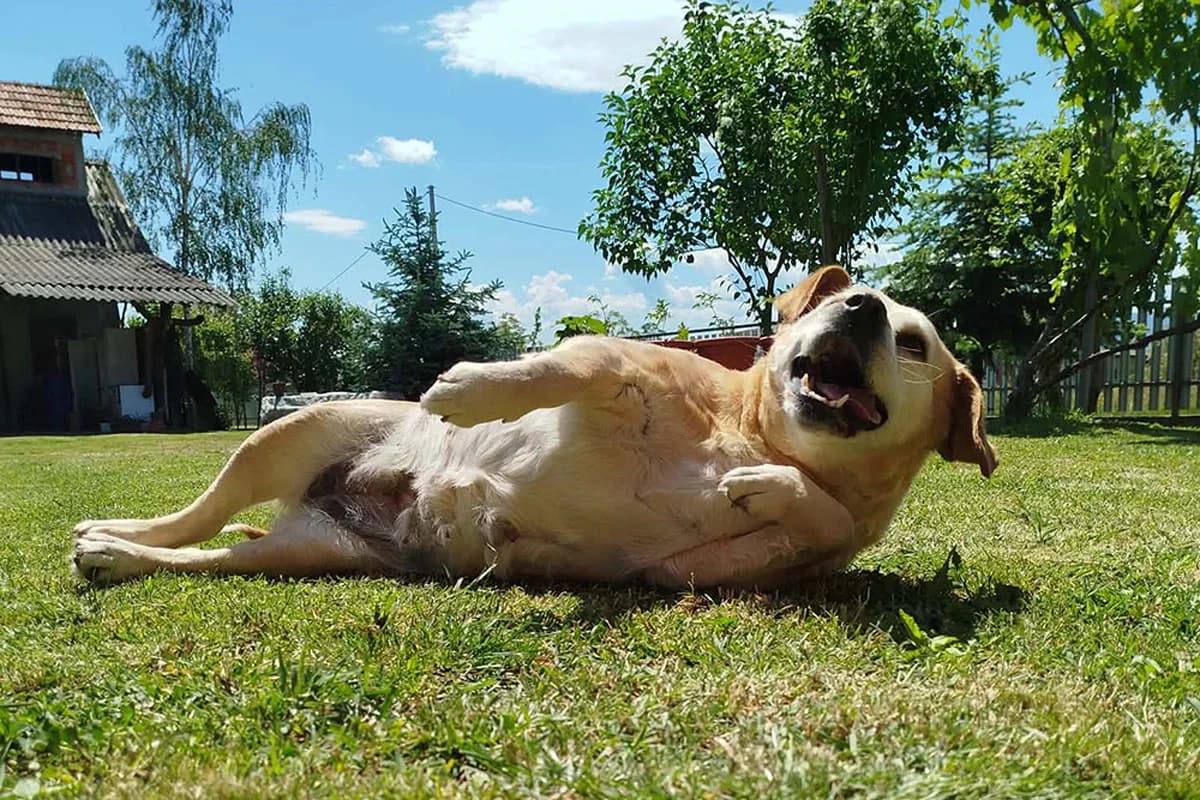 Zašto svaki dan trebate popiti čašu vina?