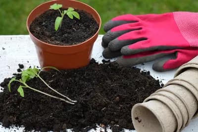 Proizvodnja rasada povrća: razlike između pikiranog i nepikiranog rasada