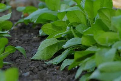 Navodnjavanje podzemnim cijevima