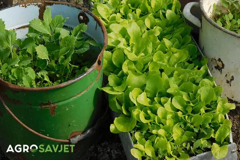 Mikropovrće - Načini uzgoja i zdravstvene prednosti!