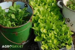 Mikropovrće - Načini uzgoja i zdravstvene prednosti!